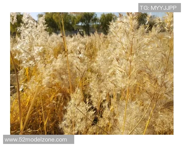 张敏专访：畅谈滑板人生与成长历程的点滴回忆